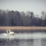 Svansjön vårkänslor swanlake swan svansjön svanar svan sjö nature love lake heart fysingen 