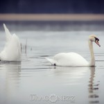 Svansjön vårkänslor swanlake swan svansjön svanar svan sjö nature love lake heart fysingen 