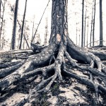 Skogsbranden i Västmanland   2 år senare västmanland skogsbrand skog ramnäs brand 