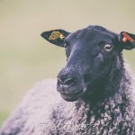 Fåren ull sheep pen landet hage får countryside 