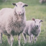 Fåren ull sheep pen landet hage får countryside 