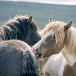 Island 2016   Dag 4 waterfall vattenfall väg snow snö sheep mountain islandshäst island iceland hund häst geysir fjäll får bro berg asfalt 