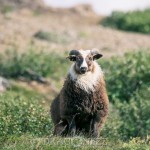 Island 2016   Dag 4 waterfall vattenfall väg snow snö sheep mountain islandshäst island iceland hund häst geysir fjäll får bro berg asfalt 