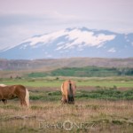 Island 2016   Dag 4 waterfall vattenfall väg snow snö sheep mountain islandshäst island iceland hund häst geysir fjäll får bro berg asfalt 