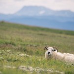 Island 2016   Dag 5 waterfall vattenfall väg snow snö sheep mountain Jökulsárlón island is iceland icelagoon ice fjäll fell får berg asfalt 