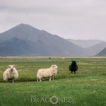 Island 2016   Dag 5 waterfall vattenfall väg snow snö sheep mountain Jökulsárlón island is iceland icelagoon ice fjäll fell får berg asfalt 