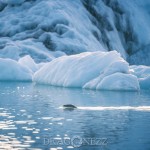 Island 2016   Dag 5 waterfall vattenfall väg snow snö sheep mountain Jökulsárlón island is iceland icelagoon ice fjäll fell får berg asfalt 