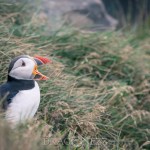 Island 2016   Dag 6 waterfall vattenfall väg snow snö sheep ravin puffin mountain lunne Kirkjubæjarklaustur island iceland fjäll fell får berg beach asfalt 