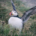 Island 2016   Dag 6 waterfall vattenfall väg snow snö sheep ravin puffin mountain lunne Kirkjubæjarklaustur island iceland fjäll fell får berg beach asfalt 