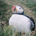 Island 2016   Dag 6 waterfall vattenfall väg snow snö sheep ravin puffin mountain lunne Kirkjubæjarklaustur island iceland fjäll fell får berg beach asfalt 