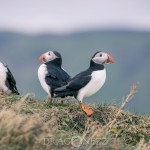 Island 2016   Dag 6 waterfall vattenfall väg snow snö sheep ravin puffin mountain lunne Kirkjubæjarklaustur island iceland fjäll fell får berg beach asfalt 