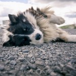 Island 2016   Dag 4 waterfall vattenfall väg snow snö sheep mountain islandshäst island iceland hund häst geysir fjäll får bro berg asfalt 