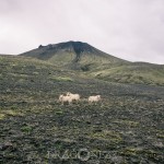 Island 2016   Dag 5 waterfall vattenfall väg snow snö sheep mountain Jökulsárlón island is iceland icelagoon ice fjäll fell får berg asfalt 