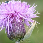 Sensommar macro web thread spindel spiderweb spider moth macro 