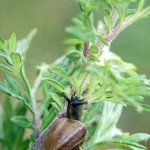 Sensommar macro web thread spindel spiderweb spider moth macro 