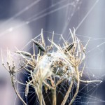 Sensommar macro web thread spindel spiderweb spider moth macro 