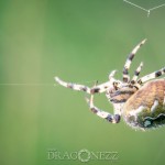 Sensommar macro web thread spindel spiderweb spider moth macro 