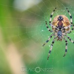 Sensommar macro web thread spindel spiderweb spider moth macro 