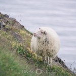 Island 2016   Dag 2 waterfall vattenfall väg snow snö Snaefellsnes ödehus mountain islandshäst island iceland häst fjäll fell bro berg asfalt 