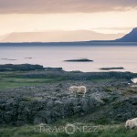 Island 2016   Dag 2 waterfall vattenfall väg snow snö Snaefellsnes ödehus mountain islandshäst island iceland häst fjäll fell bro berg asfalt 