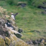 Island 2016   Dag 3 waterfall vattenfall väg stranded strandad snow snö skepp ship ödehus mountain islandshäst island iceland häst fjäll fell Dynjandi bro boat berg båt asfalt 