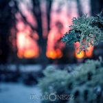 Vinterdag winter water vinter sunset soft magic lights ice colours colors cold 