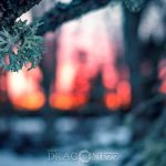 Vinterdag winter water vinter sunset soft magic lights ice colours colors cold 