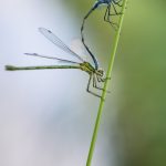 Macro vid kusten trollsländor snigel sländor nät macro kätting havet dragonfly bod 