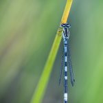 Macro vid kusten trollsländor snigel sländor nät macro kätting havet dragonfly bod 