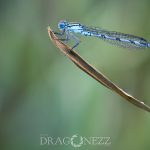 Macro vid kusten trollsländor snigel sländor nät macro kätting havet dragonfly bod 