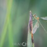 Macro vid kusten trollsländor snigel sländor nät macro kätting havet dragonfly bod 