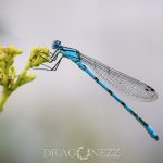 Macro vid kusten trollsländor snigel sländor nät macro kätting havet dragonfly bod 