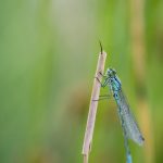 Macro vid kusten trollsländor snigel sländor nät macro kätting havet dragonfly bod 