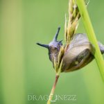 Macro vid kusten trollsländor snigel sländor nät macro kätting havet dragonfly bod 