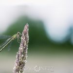 Macro vid kusten trollsländor snigel sländor nät macro kätting havet dragonfly bod 