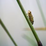 Macro vid kusten trollsländor snigel sländor nät macro kätting havet dragonfly bod 