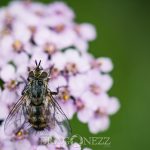 Macro vid kusten trollsländor snigel sländor nät macro kätting havet dragonfly bod 