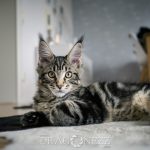 Helios sundsvall mårtensson mainecoon maine coon katt helios cat alnö 