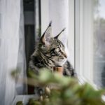 Helios sundsvall mårtensson mainecoon maine coon katt helios cat alnö 