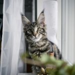 Helios sundsvall mårtensson mainecoon maine coon katt helios cat alnö 