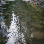 Skogspromenad träd svamp skogen promenad mossa löv höst färger 