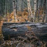 Skogspromenad träd svamp skogen promenad mossa löv höst färger 