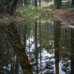 Skogspromenad träd svamp skogen promenad mossa löv höst färger 