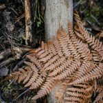 Skogspromenad vatten skogen mossa grenar färger 