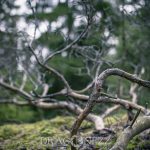 Skogspromenad vatten skogen mossa grenar färger 