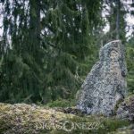 Skogspromenad vatten skogen mossa grenar färger 