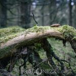 Skogspromenad vatten skogen mossa grenar färger 