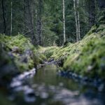 Skogspromenad vatten skogen mossa grenar färger 