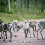 Semester Idre stuga skog semester ren idre grövelsjön fors 