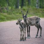 Semester Idre stuga skog semester ren idre grövelsjön fors 